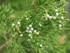 Juniperus