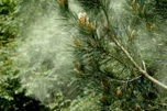 NUAGE-DE POLLEN-de-PIN
