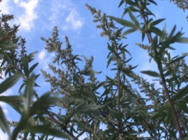 artemisia